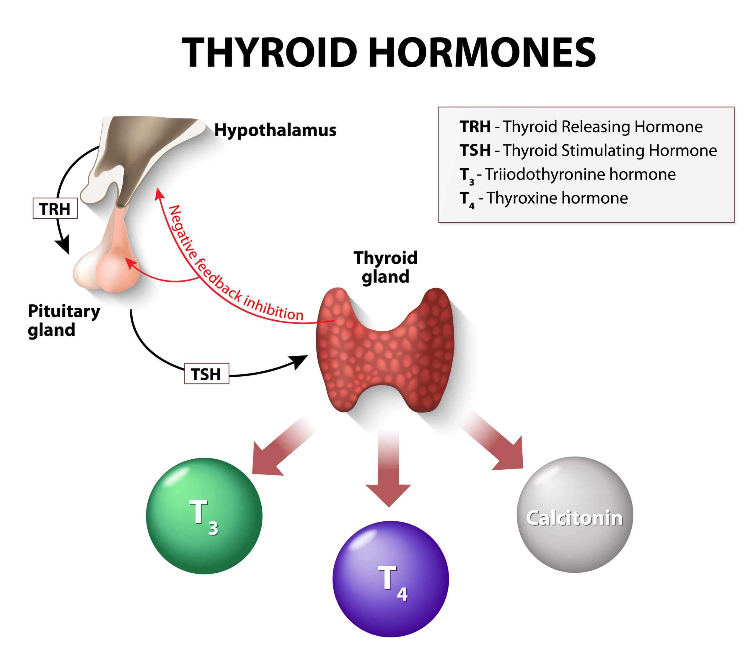 Thyroid hormones regulate your metabolism and the breakdown of food into energy.
